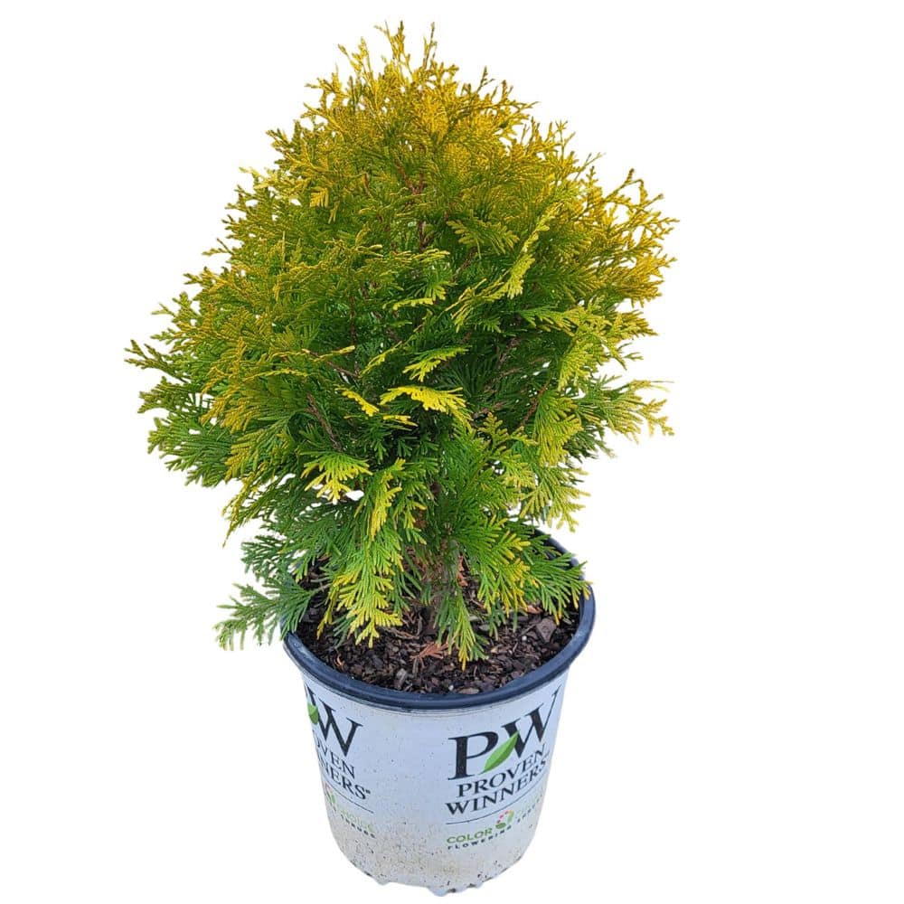 PROVEN WINNERS 2 Gal. Polar Gold Arborvitae (Thuja) Shrub with