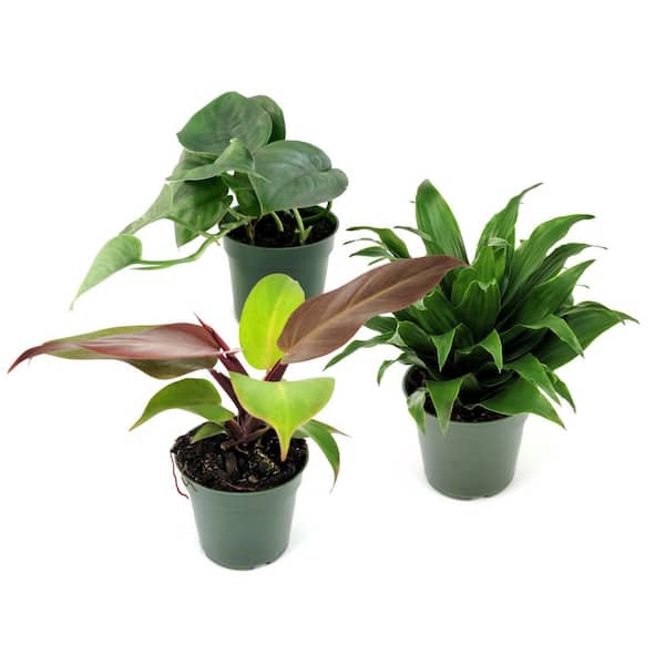 national PLANT NETWORK 4 in. SpaceScape Houseplant Equator Plant Collection in Grower Container (3-Pack)