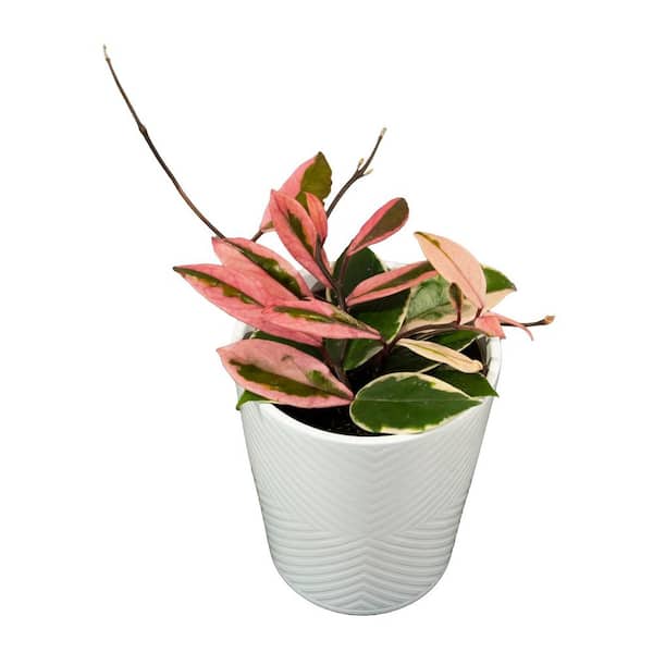 PW LEAFJOY HOYA ASSORTED 12CM