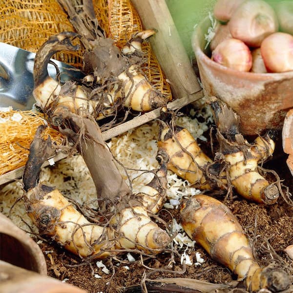 canna出品 VAN ZYVERDEN Giant Cannas- World's Tallest Cannas Musifolia Bulbs