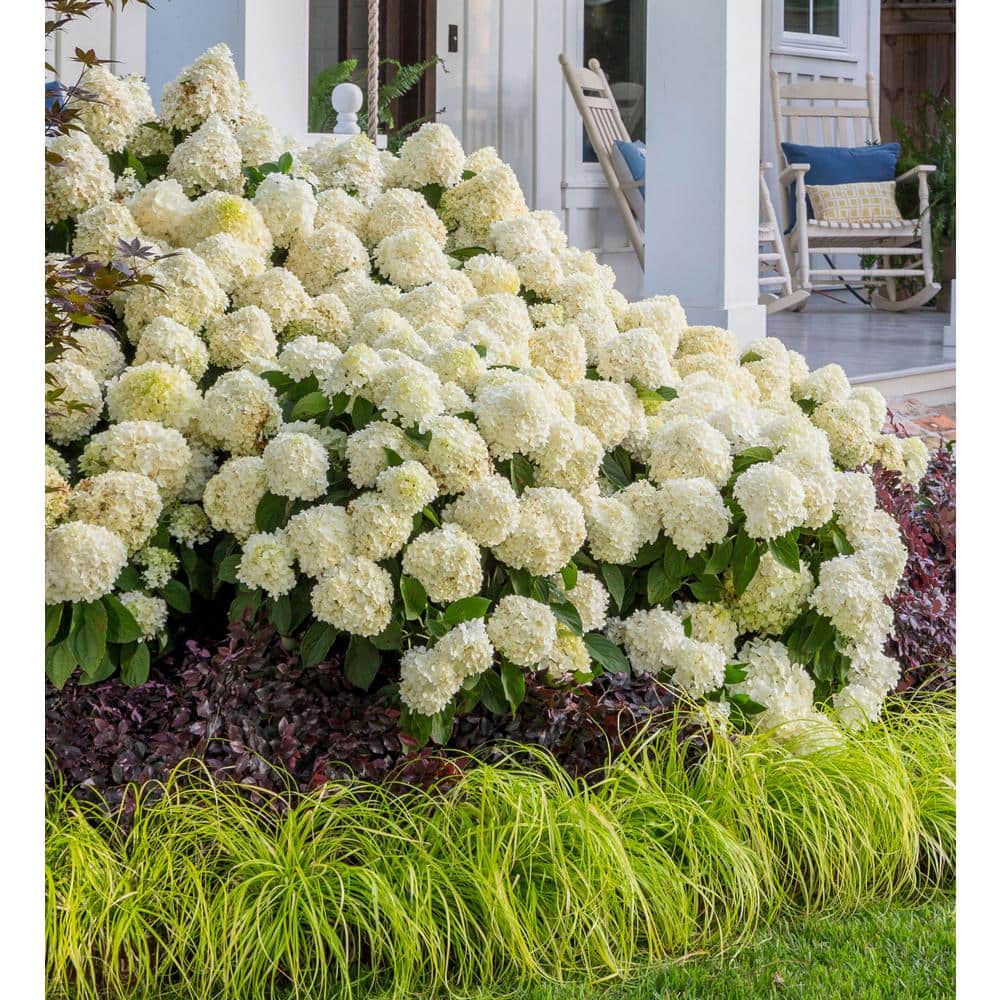 White Wedding Hydrangea Shrub in 2-Gallon Pot