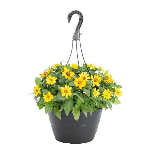 METROLINA GREENHOUSES 1.25 Gal. Yellow Zinnia Swirl Hanging Basket Annual Plant (1-Pack)