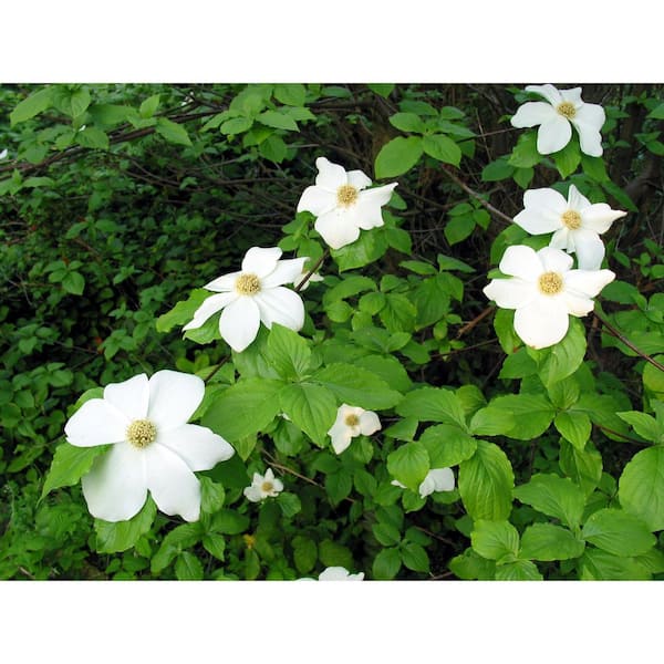 1 gal. Pacific Dogwood Deciduous Native Tree