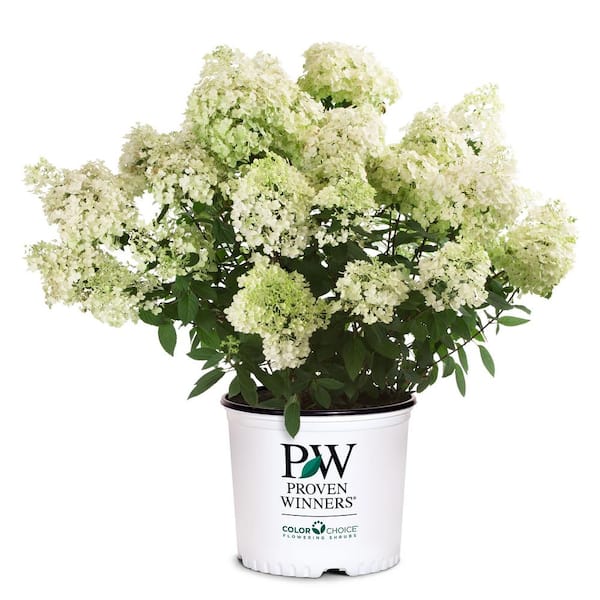 PROVEN WINNERS 2 Gal. Bobo Hydrangea Shrub with White Flowers