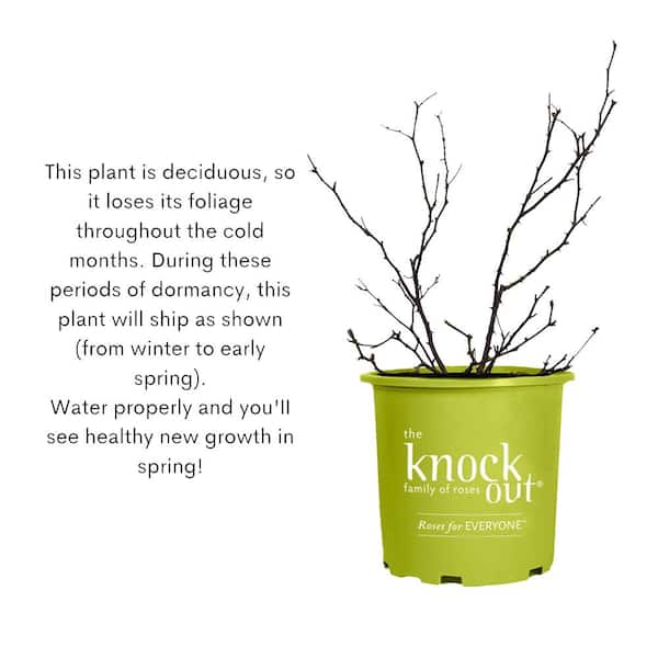 KNOCK OUT 1 Gal. Red Double Knock Out Rose Bush with Red Flowers 13156 -  The Home Depot