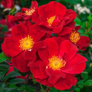 Top Gun Rose, Dormant Bare Root Plant with Red Flowering Shrub Rose (1-Pack)