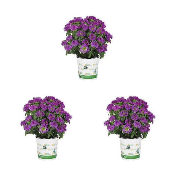 METROLINA GREENHOUSES 2 QT. Nature's Nutrients Monarda Balmy Purple Perennial Plant (3-Pack)