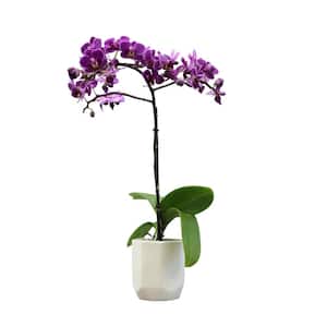 3.5 in. Purple Orchid (Phalaenopsis) Live House Plant in White Ceramic Pot