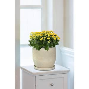 10 in. Finley Medium Ceramic Planter (10.2 in. D x 10.4 in. H) with Attached Saucer