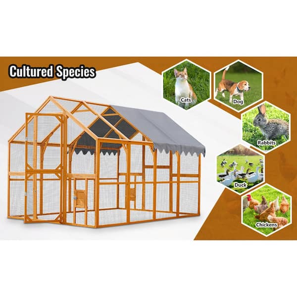 LATTOY 10 ft. W x 8 ft. D Outdoor Wooden Chicken Coop with Metal