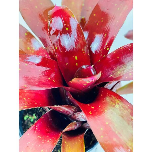 1.5 Qt. Bromeliad Neoregelia Plant Burgundy in 6 In. Grower's Pot