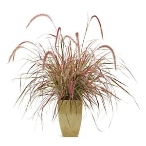 4.25 in. Pennisetum 'Fireworks' Red Fountain Grass Annual Live Plant (4-Pack)