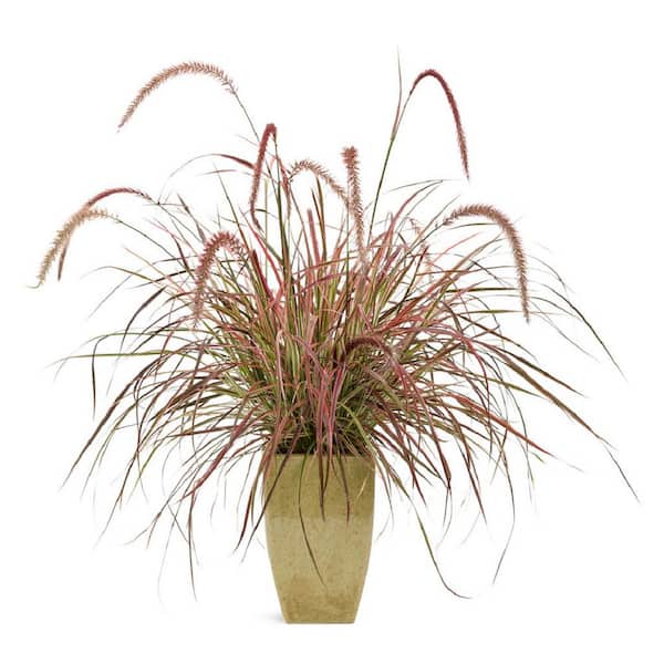 PROVEN WINNERS 4.25 in. Pennisetum 'Fireworks' Red Fountain Grass Annual Live Plant (4-Pack)