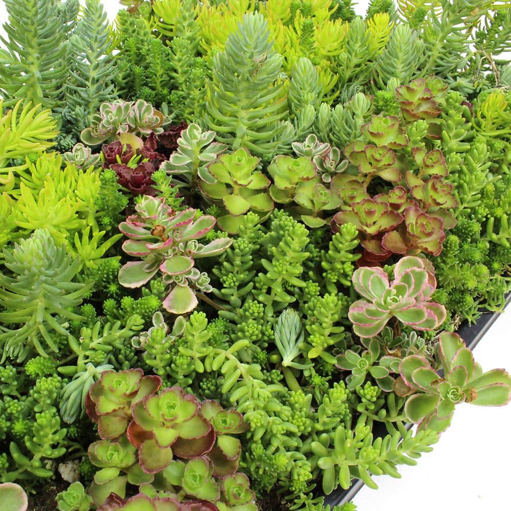 Multicolor Sedum Succulent Tray with Plastic Planter