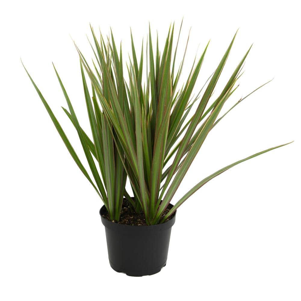 money trees near me Money Tree