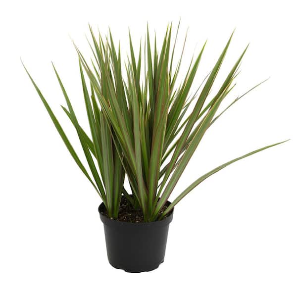 ALTMAN PLANTS Dracaena Marginata 'Bicolor' Dragon Tree Live Indoor Houseplant 6 in. Grower Pot