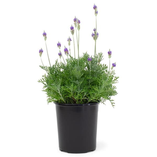 Pure Beauty Farms 2.5 qt. Lavender Plant Purple Flower in 6.33 in. Grower's Pot
