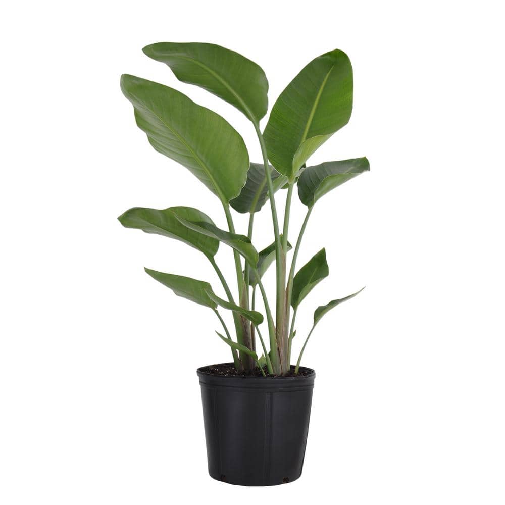United Nursery White Bird of Paradise Live Indoor Strelitzia Nicolai Plant Shipped in 9.25 inch Pot 23522 - The Home Depot