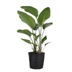 White Bird of Paradise Live Indoor Strelitzia Nicolai Plant Shipped in 9.25 inch Grower Pot