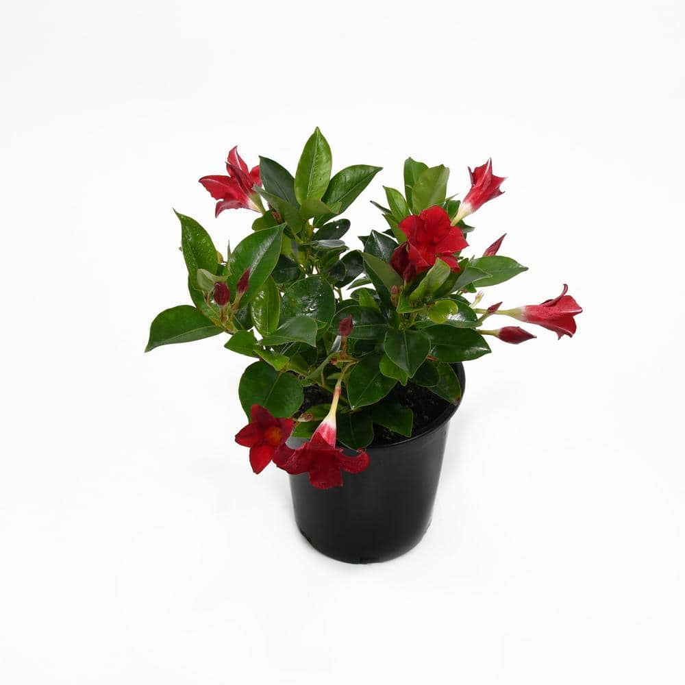 EVERDE GROWERS 2.5 qt. Dipladenia Madinia Deep Red Vining Plant ...