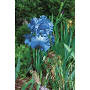 Victoria Fall Reblooming Iris Blue Flowers Live Bareroot Plant