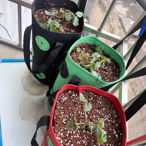 Compostable Non-Woven Garden Plant Bag - Go-Compost Grow Bags