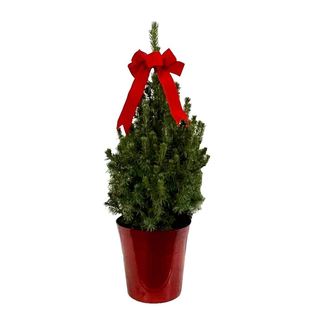 2.5 qt. Holiday Spruce Tree with Red Pot and Velvet Bow O585001CR - The ...