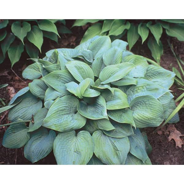 2.5 Qt. Blue Hosta Live Flowering Shade Perennial Plant