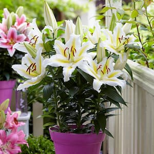 Patio Golden Romance Lilies Kit with 7 Bulbs, Metal Planter, Nursery Pot, Medium, Gloves, Planting Stock