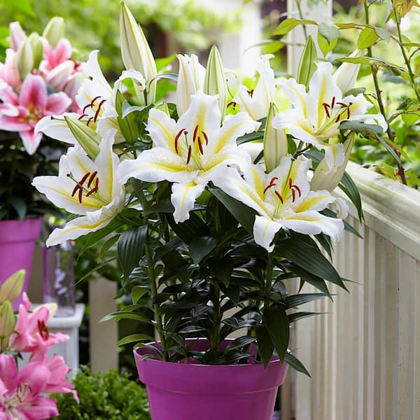 VAN ZYVERDEN Patio Golden Romance Lilies Kit with 7 Bulbs, Metal Planter, Nursery Pot, Medium, Gloves, Planting Stock