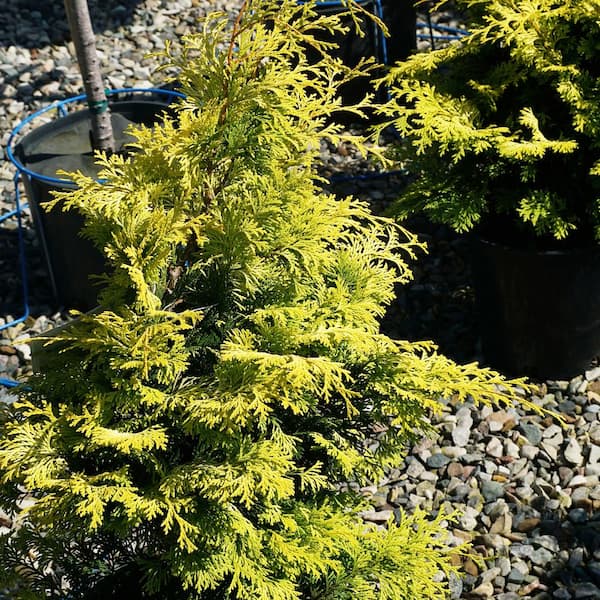 DIRECT GARDENING 3 Gallon Pot Hinoki Gold Fernspray Cypress