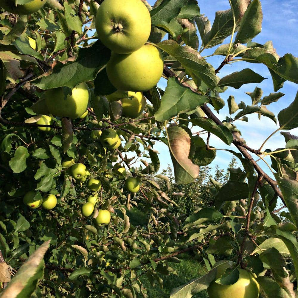 5 gal. Semi-Dwarf Mutsu Apple Tree