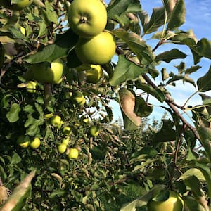 5 gal. Semi-Dwarf Mutsu Apple Tree