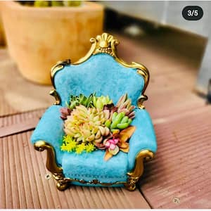 Succulent Plants Collection Flowers with Blue Classical Sofa Decorative Base