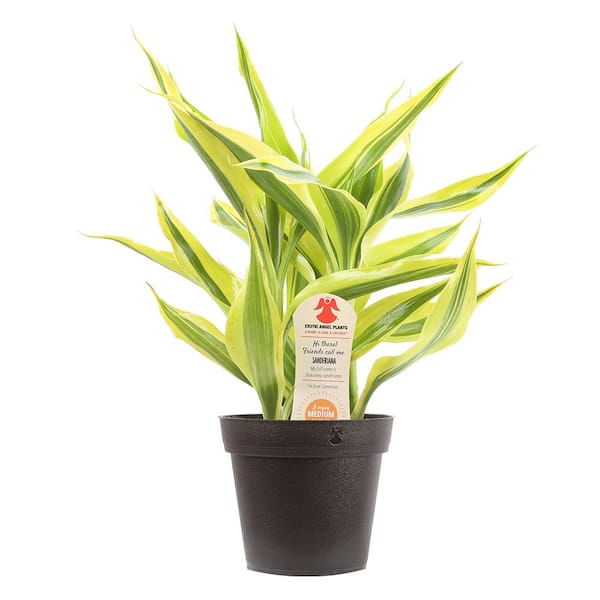 4.8 in. Exotic Angel Foliage Plant in Pot