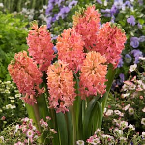 Hyacinths Sweet Invitation Bulbs (10-Pack)