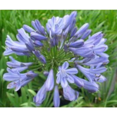 3 Gal. Blue Lily Of The Nile African's Agapanthus Shrub with Blue Flowers