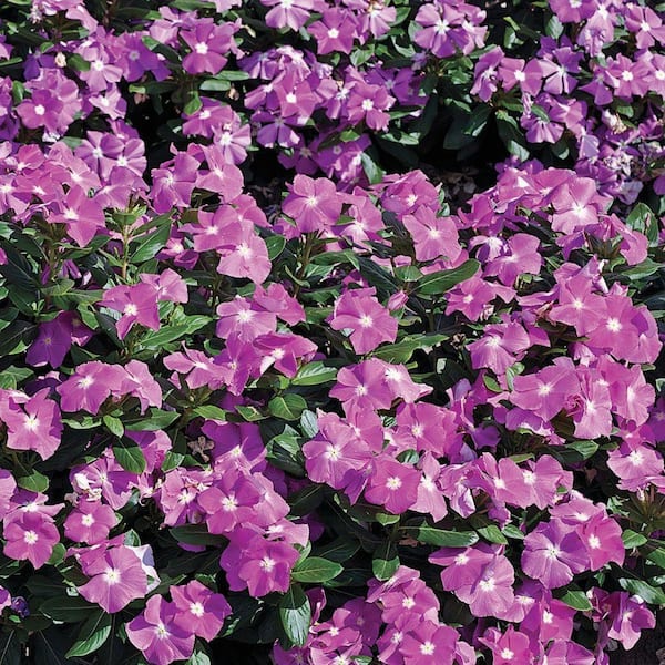 PROVEN WINNERS Cora Deep Lavender Vinca (Catharanthus) Live Plant, Light Purple Flowers with a White Center, 4.25 in. Grande