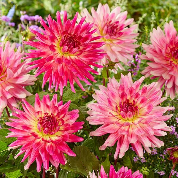 VAN ZYVERDEN Dahlias Mingus Julie Bulbs (Set of 3) 84130 - The 