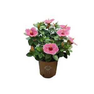 2 Gal. Hollywood America's Sweetheart Pink and White Flower Annual Hibiscus Plant