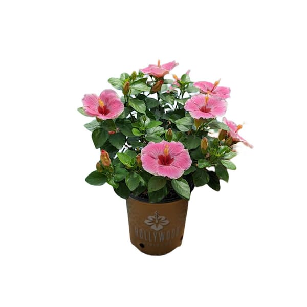HOLLYWOOD HIBISCUS 2 Gal. Hollywood America's Sweetheart Pink and White Flower Annual Hibiscus Plant
