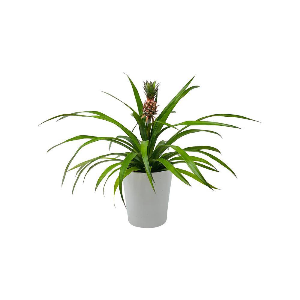 Pure Beauty Farms 1 Qt. Pineapple Plant Mini Me Sol Yellow