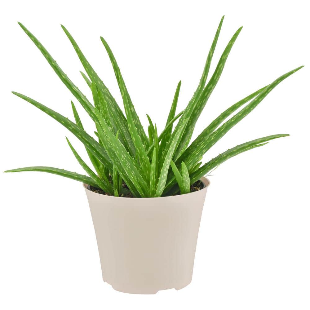 Large Aloe Vera Succulent in Beige Plastic Pot