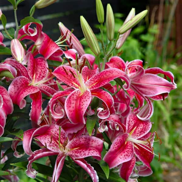 national PLANT NETWORK Lily Stargazer Mixed Bulbs (5-Pack) HD3430