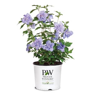 2 Gal. Blue Chiffon Rose of Sharon (Hibiscus) Plant with Blue Flowers