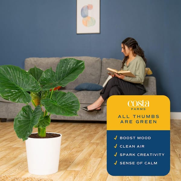 natural insecticide for indoor plants Instant Plant Protection