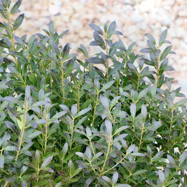 national PLANT NETWORK 3 gal. Ilex Glabra Densa Shrub with White