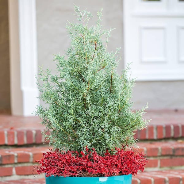7 Gal. Carolina Sapphire Cypress, Live Evergreen Shrub, Light Blue-Green Foliage