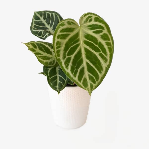 PW LEAFJOY ANTHURIUM ASSORTED 12CM