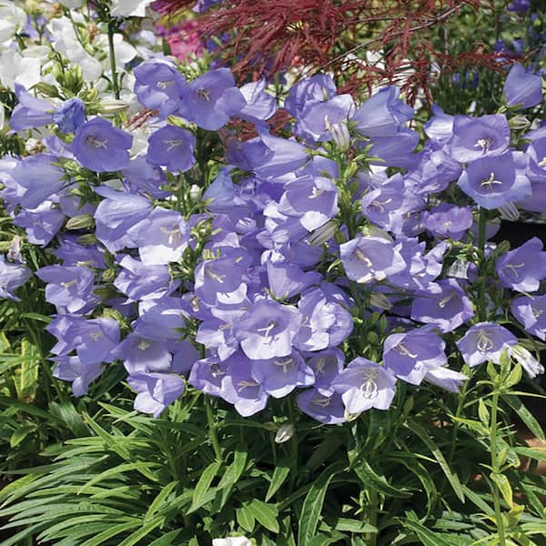 Unbranded #1 Takion Blue Bellflower Plant
